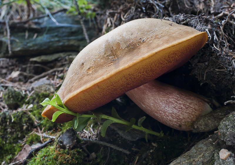 Boletus luridiformis